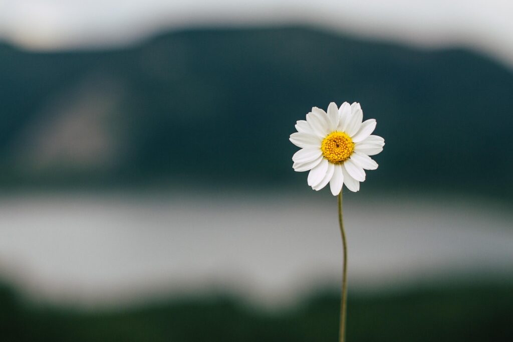 白い花の写真